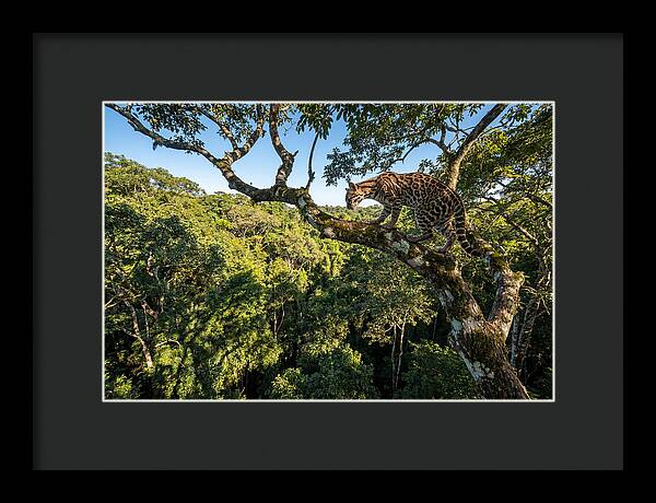 Ocelot Walking Gracefully On Branch