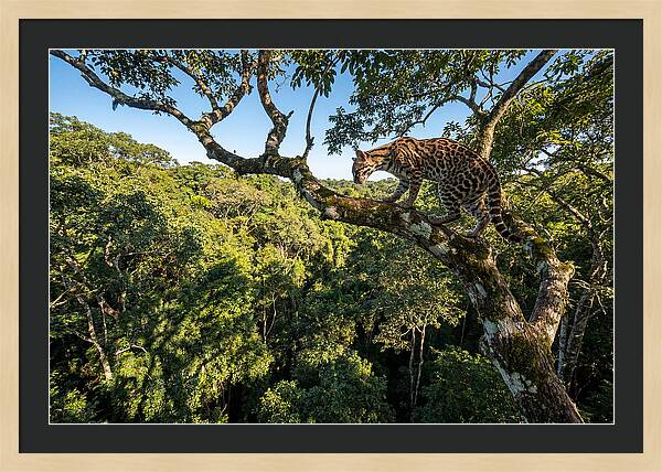 Ocelot Walking Gracefully On Branch