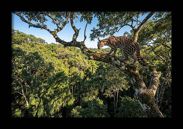 Ocelot Walking Gracefully On Branch