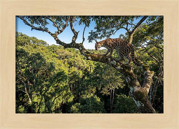 Ocelot Walking Gracefully On Branch