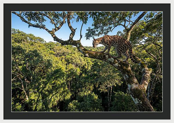 Ocelot Walking Gracefully On Branch
