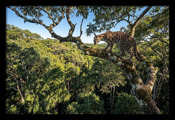 Ocelot Walking Gracefully On Branch