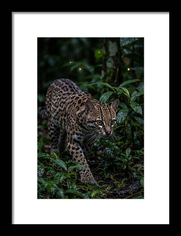 Ocelots Nocturnal Prowl