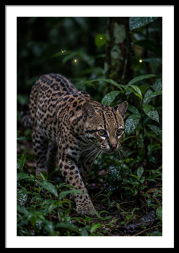 Ocelots Nocturnal Prowl
