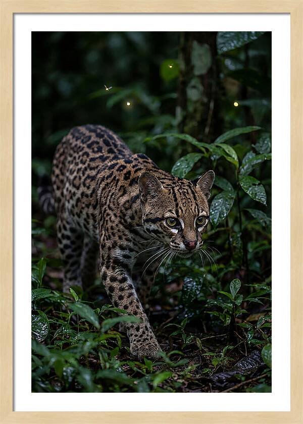 Ocelots Nocturnal Prowl