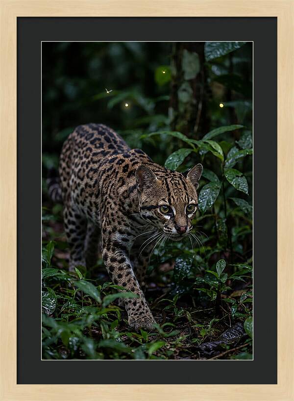 Ocelots Nocturnal Prowl