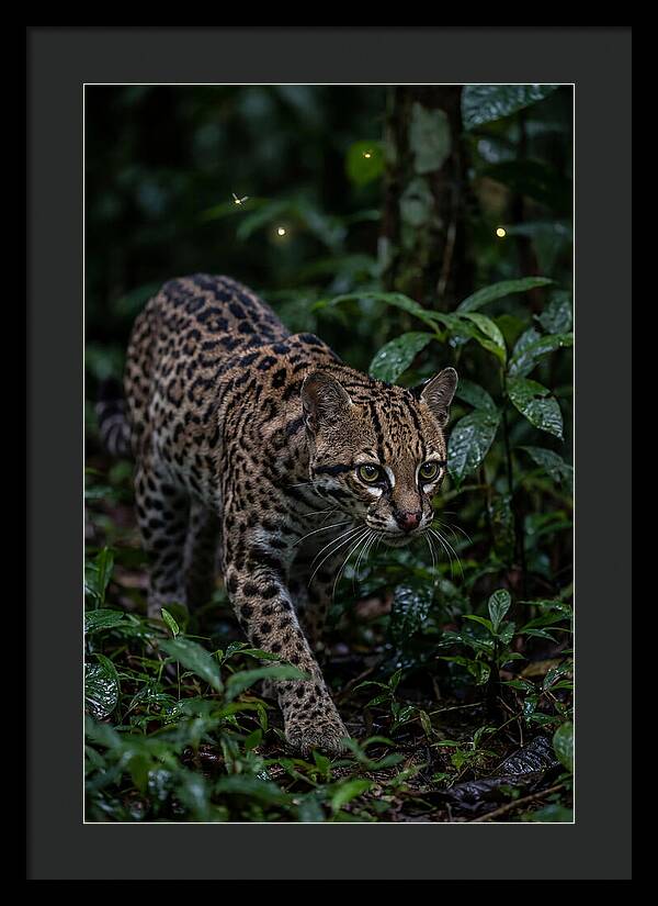 Ocelots Nocturnal Prowl