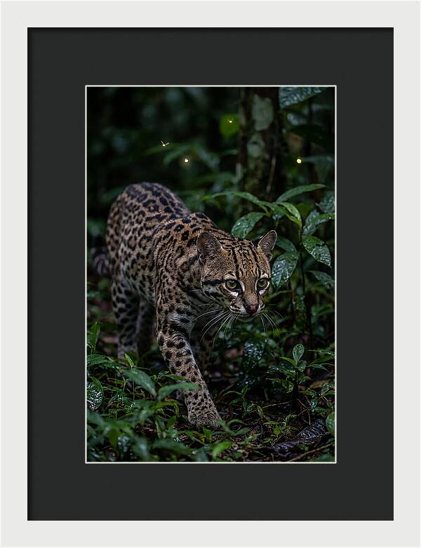 Ocelots Nocturnal Prowl