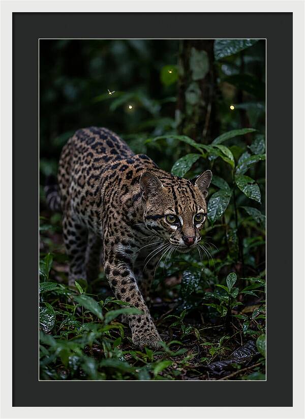 Ocelots Nocturnal Prowl