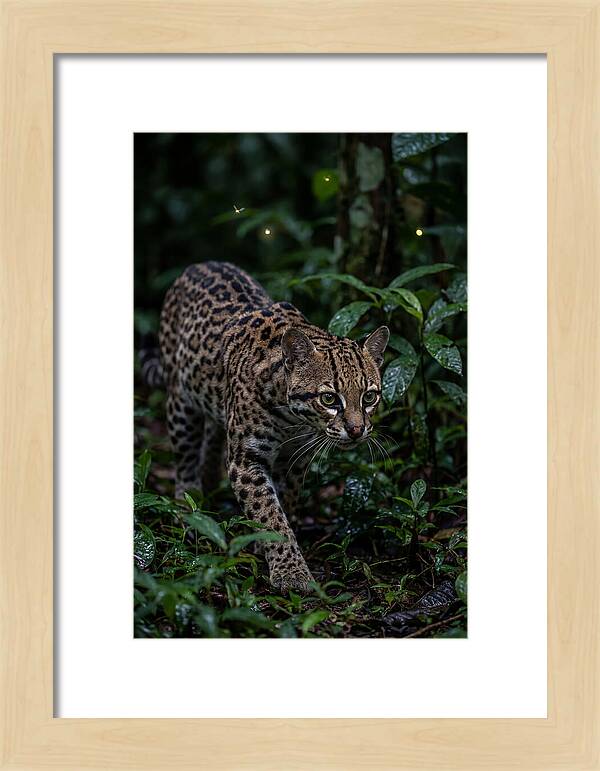 Ocelots Nocturnal Prowl