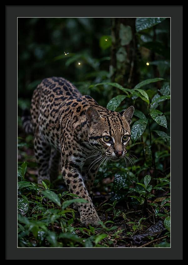 Ocelots Nocturnal Prowl