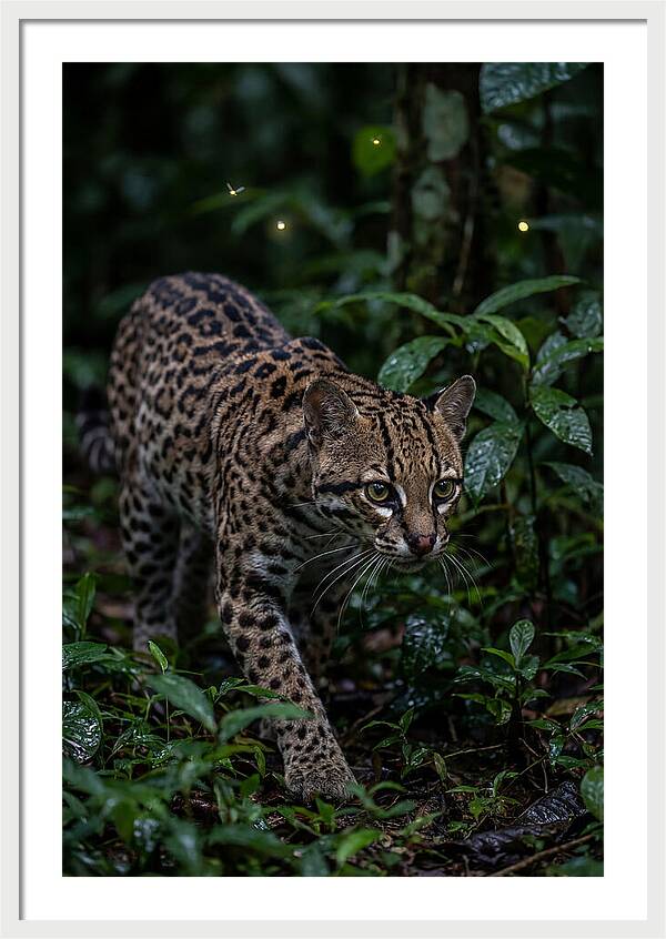 Ocelots Nocturnal Prowl