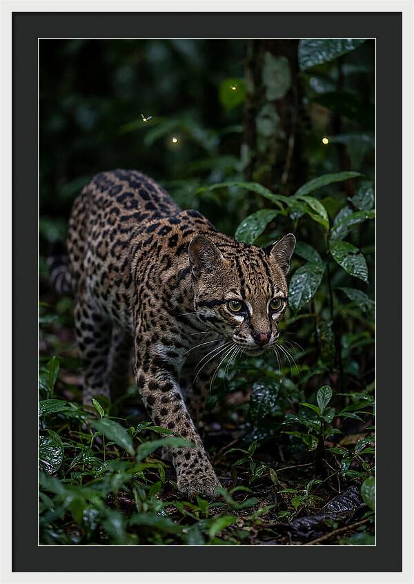 Ocelots Nocturnal Prowl