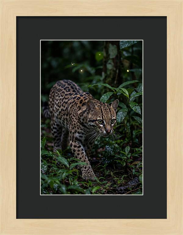 Ocelots Nocturnal Prowl