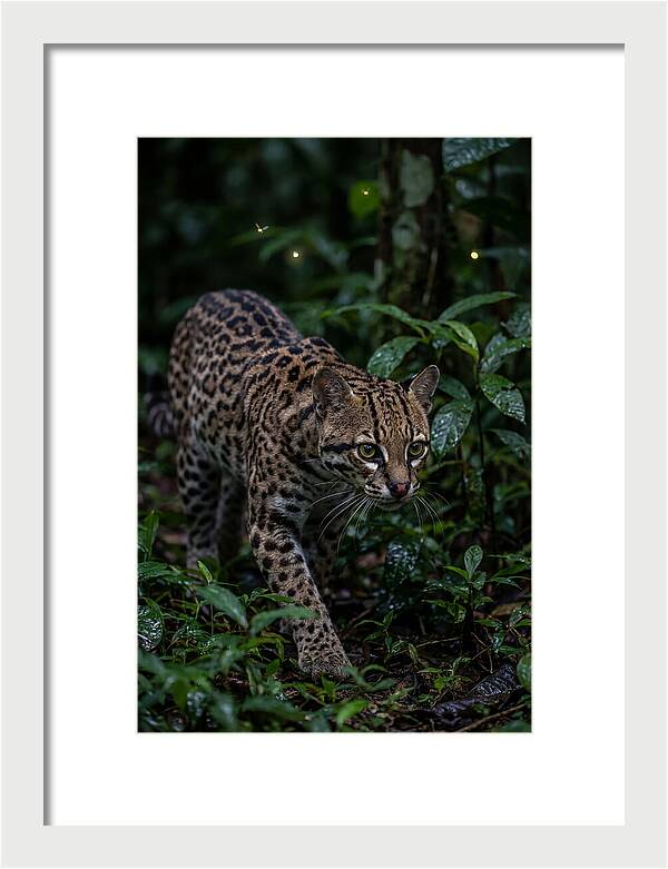 Ocelots Nocturnal Prowl