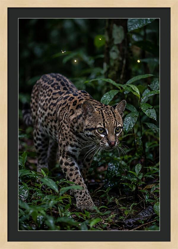 Ocelots Nocturnal Prowl