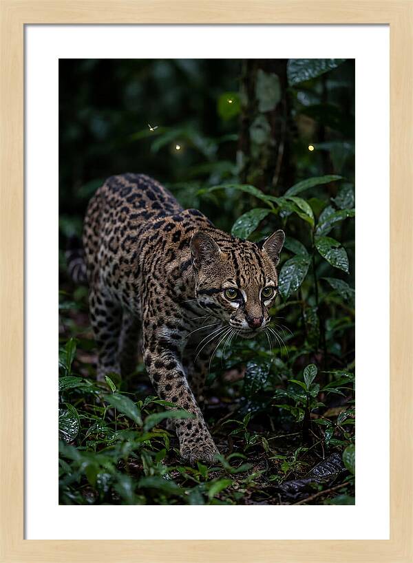 Ocelots Nocturnal Prowl
