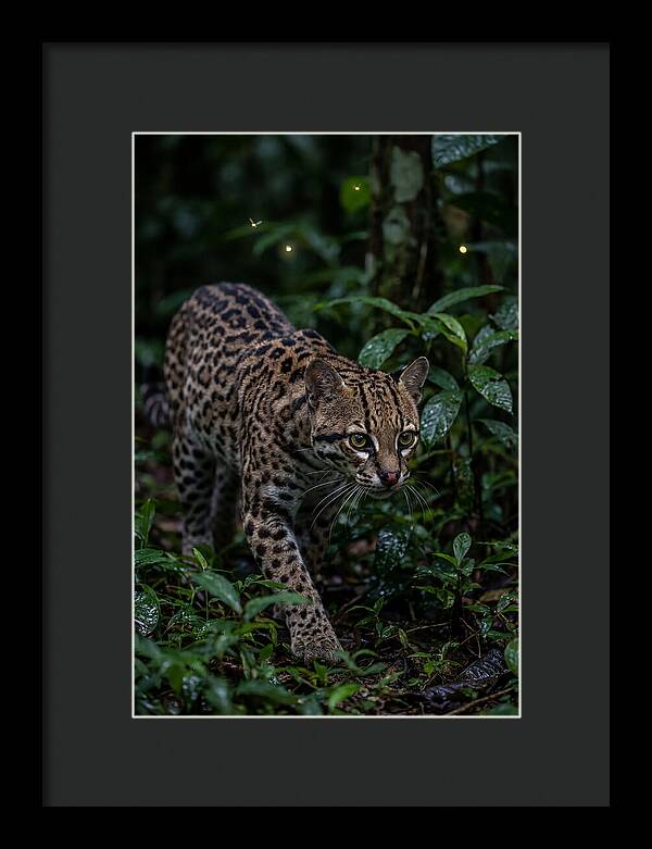 Ocelots Nocturnal Prowl