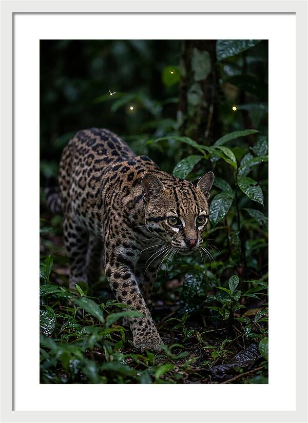 Ocelots Nocturnal Prowl