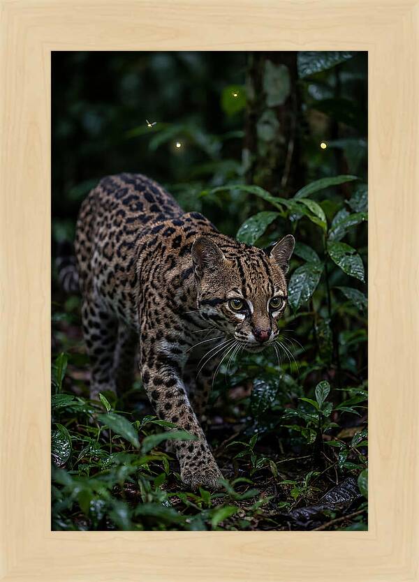 Ocelots Nocturnal Prowl