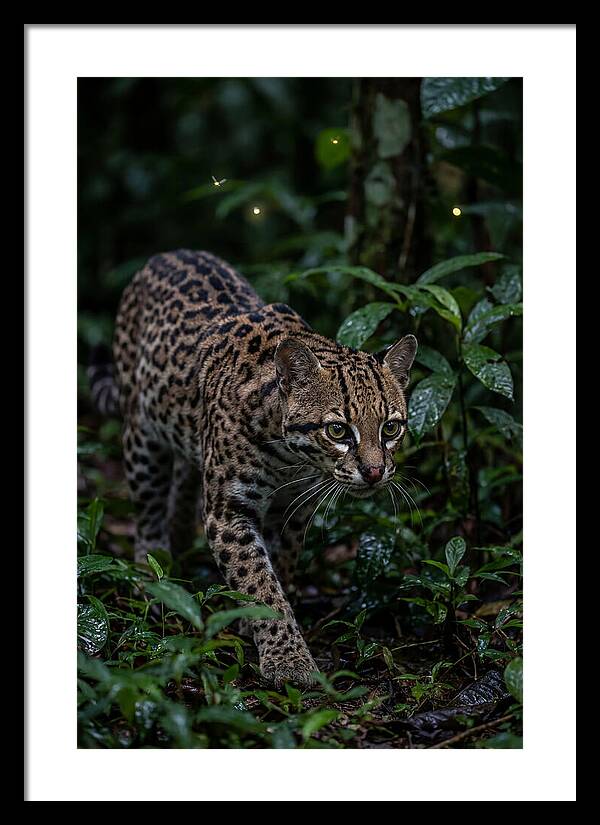 Ocelots Nocturnal Prowl