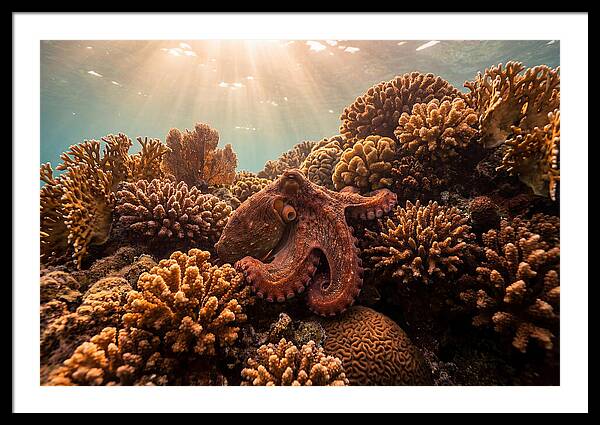 Octopus Among Colorful Coral Formations