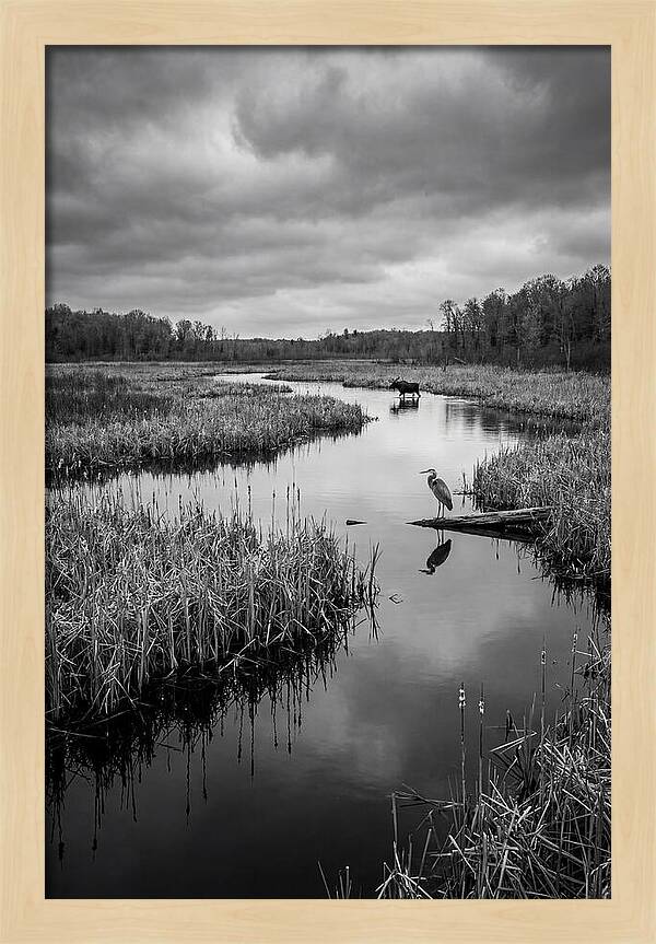 Okavango Delta Serenity