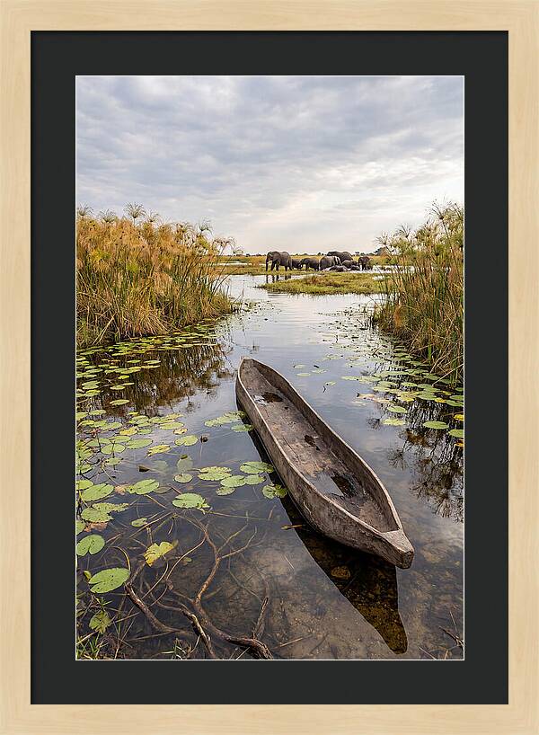 Okavango Delta Tranquility