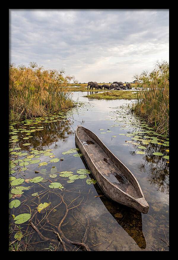 Okavango Delta Tranquility