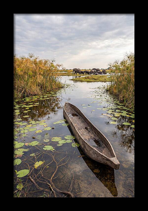 Okavango Delta Tranquility