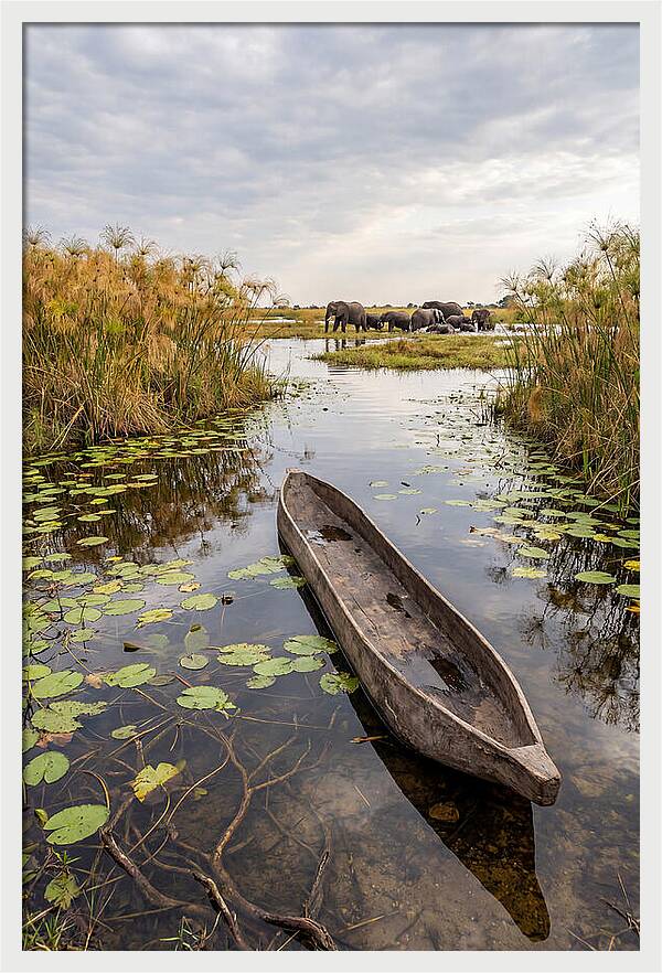 Okavango Delta Tranquility