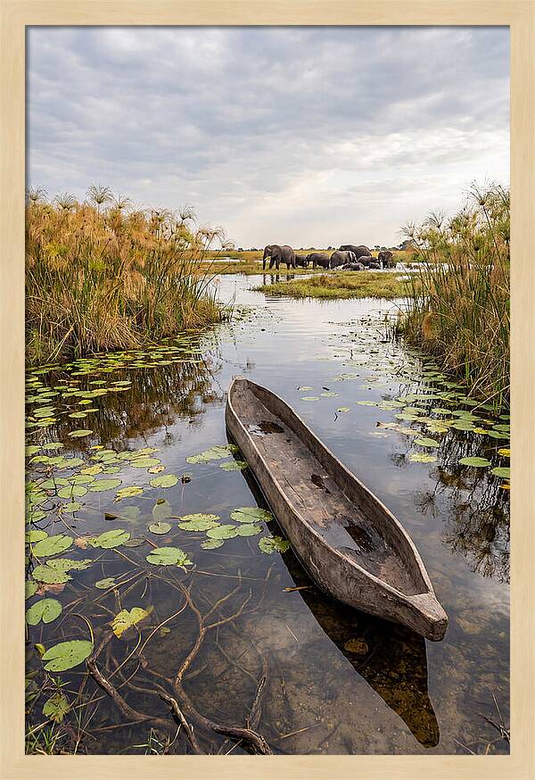 Okavango Delta Tranquility