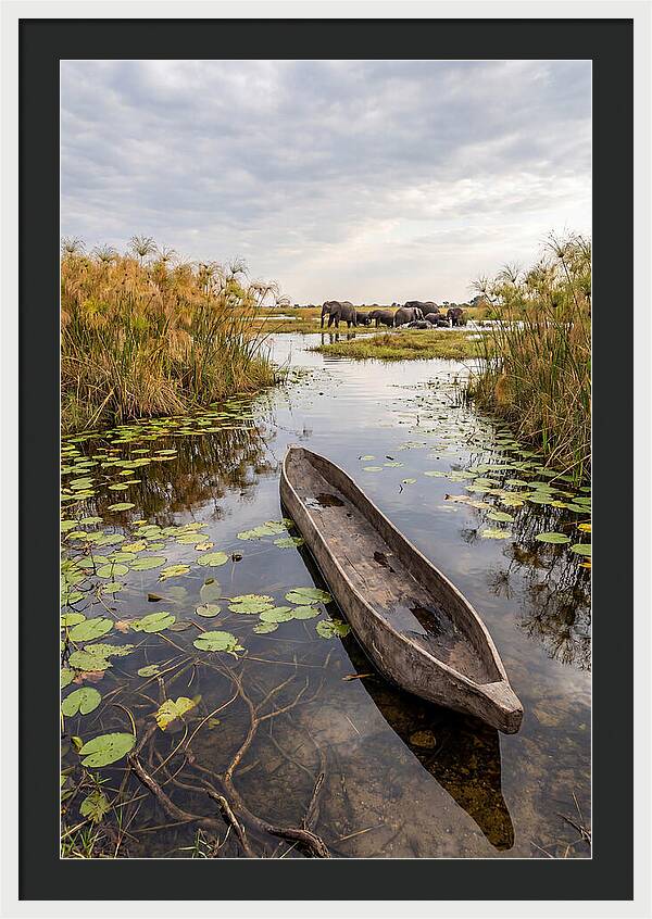 Okavango Delta Tranquility
