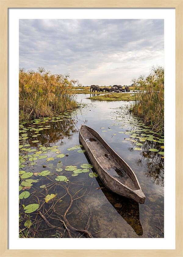 Okavango Delta Tranquility