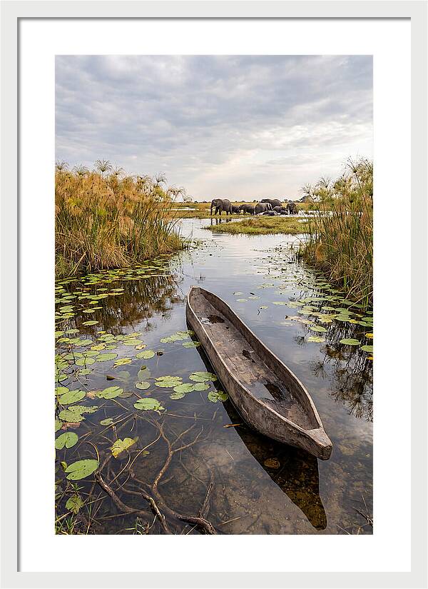 Okavango Delta Tranquility