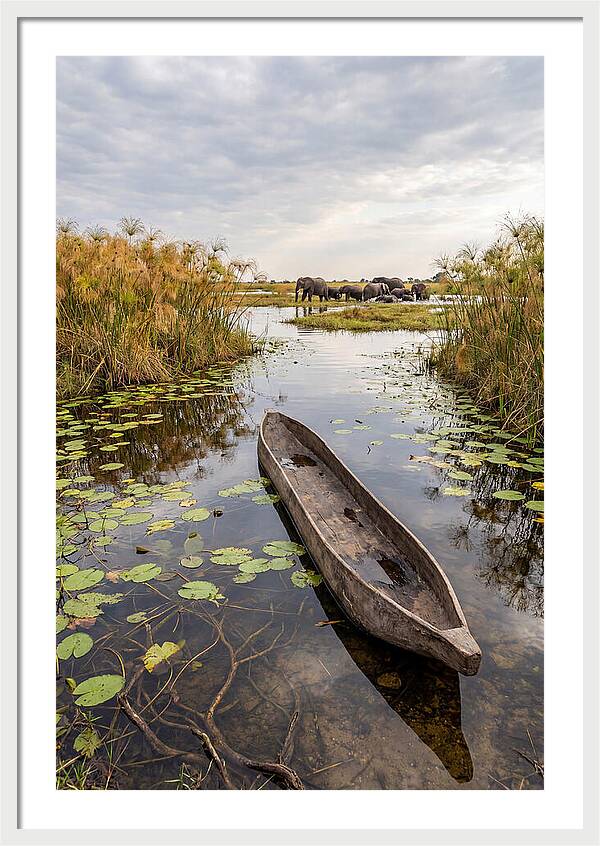 Okavango Delta Tranquility