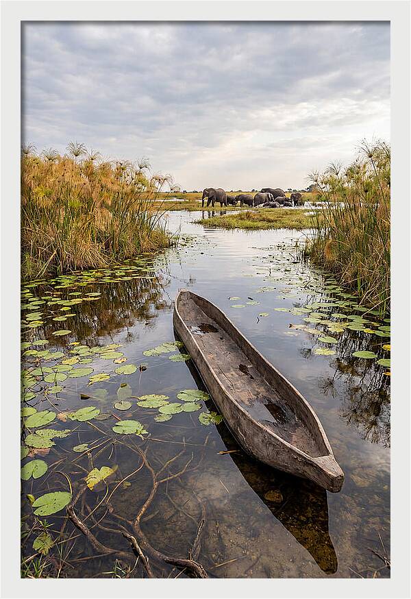 Okavango Delta Tranquility