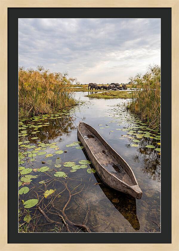 Okavango Delta Tranquility