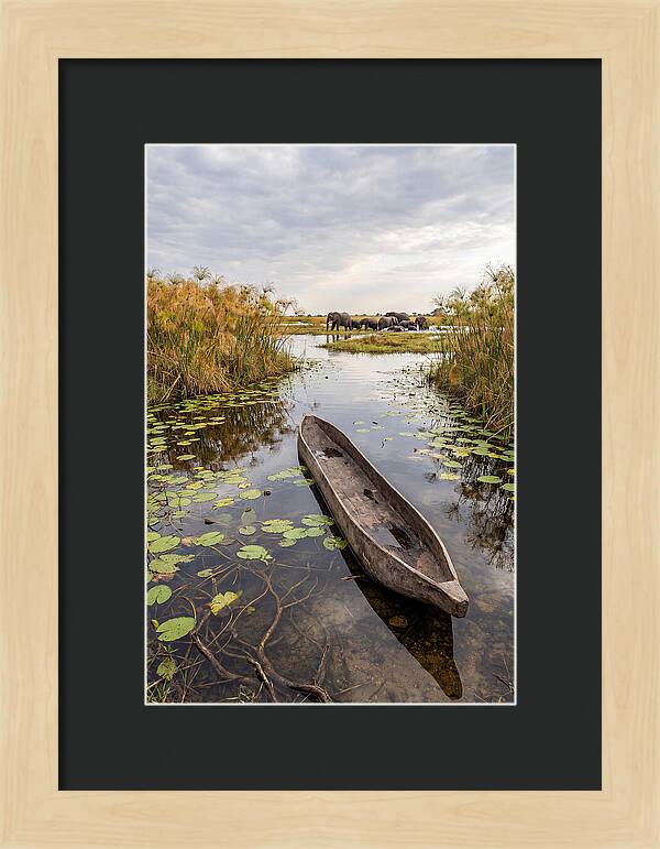 Okavango Delta Tranquility