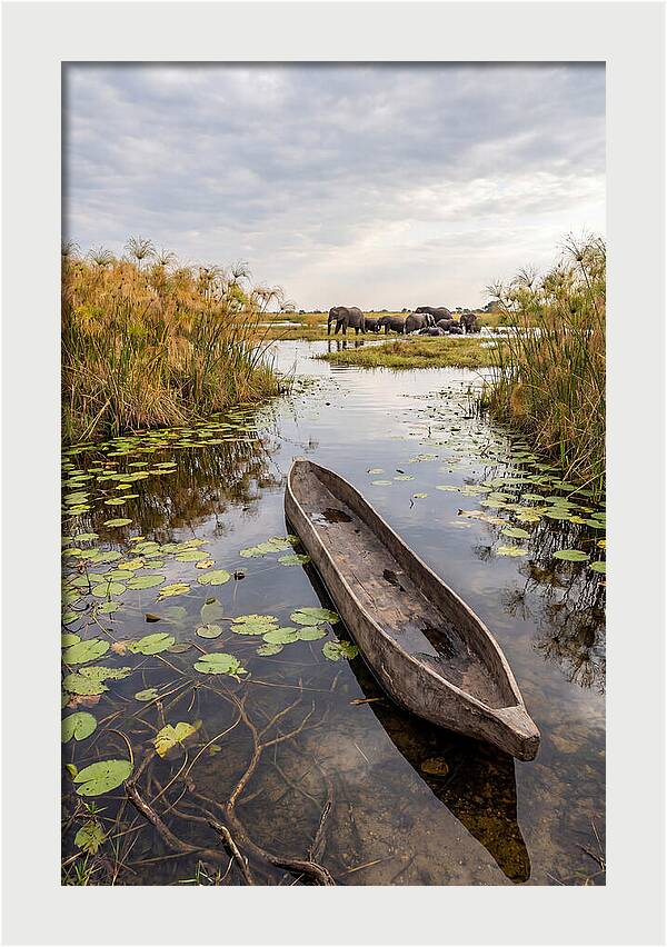 Okavango Delta Tranquility