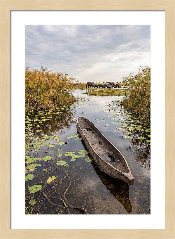 Okavango Delta Tranquility