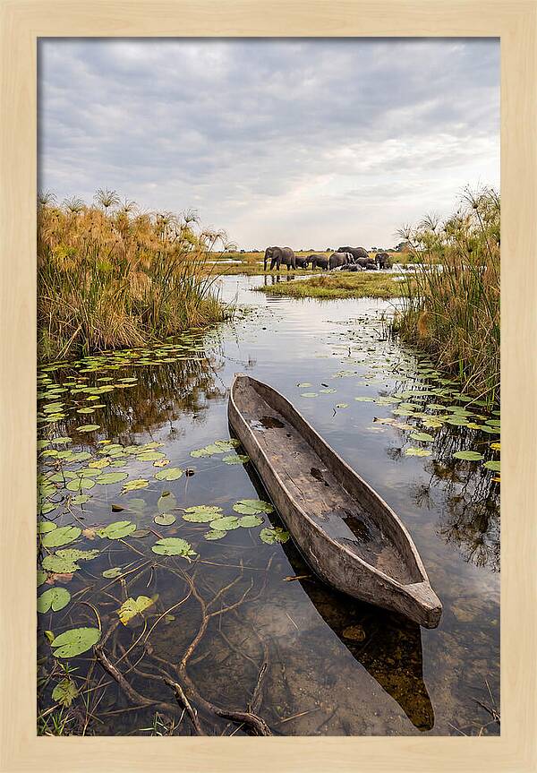 Okavango Delta Tranquility