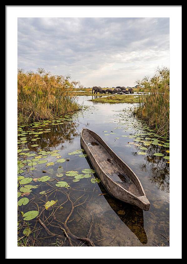 Okavango Delta Tranquility