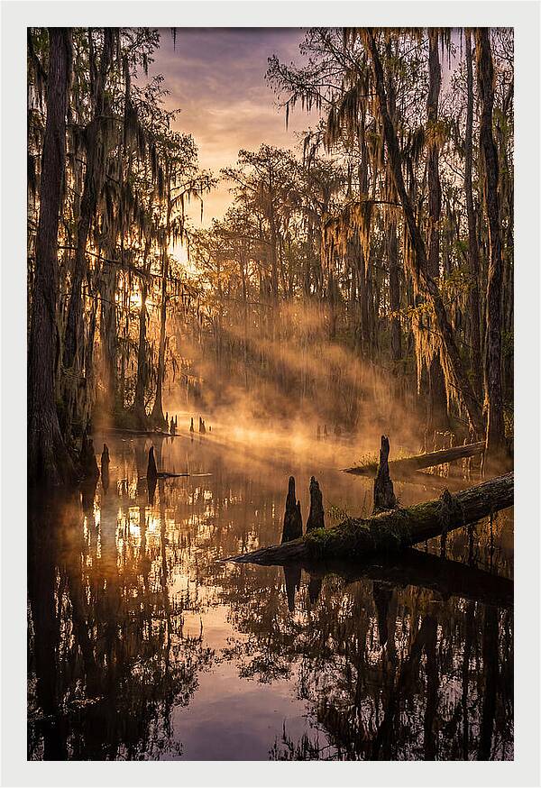 Okefenokee Swamp Serenity
