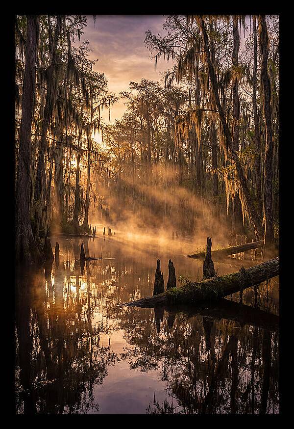 Okefenokee Swamp Serenity