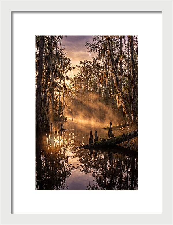 Okefenokee Swamp Serenity
