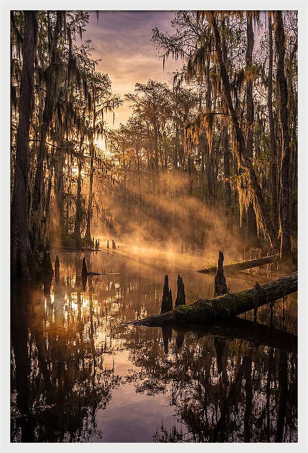 Okefenokee Swamp Serenity