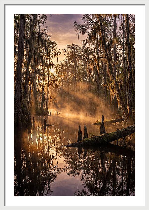 Okefenokee Swamp Serenity