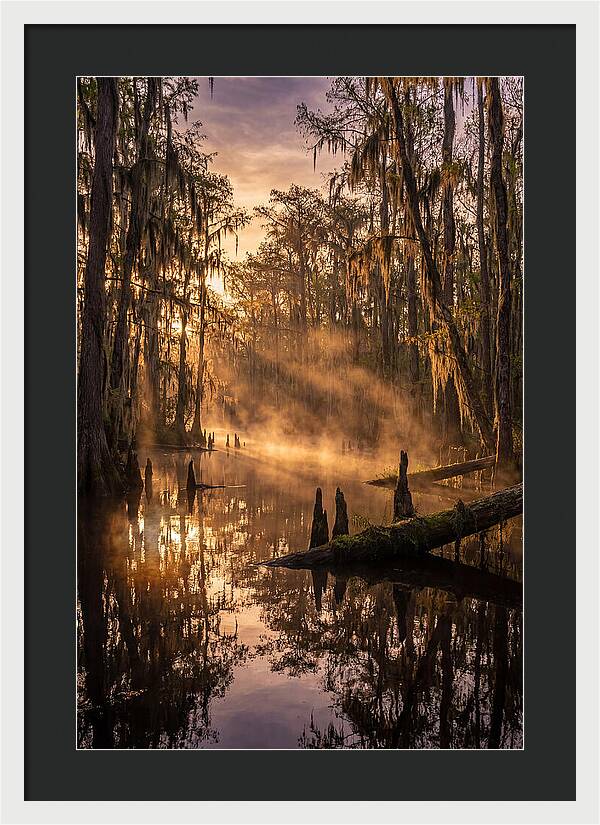 Okefenokee Swamp Serenity