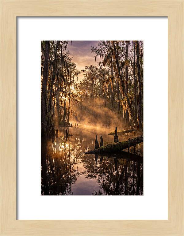 Okefenokee Swamp Serenity